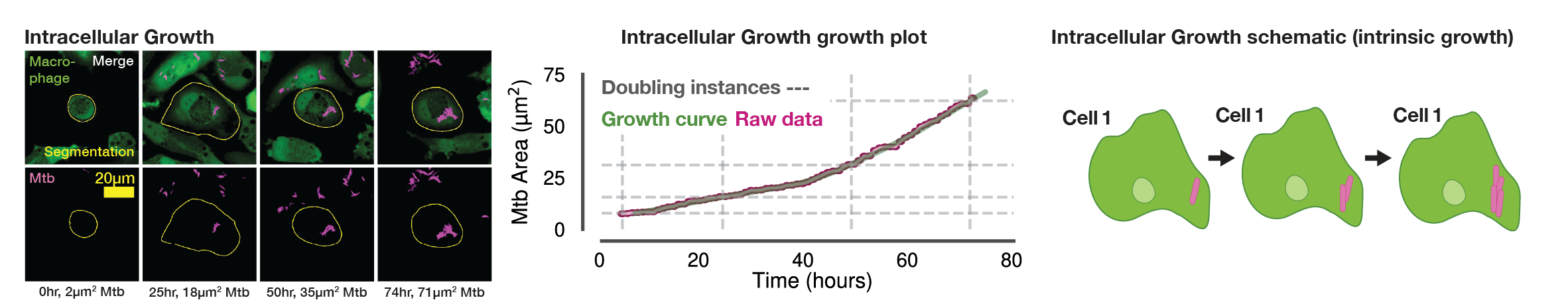 Supplementary Figure S1A